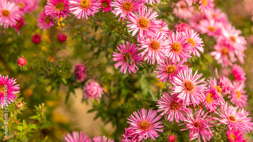 Wiese mit bl  henden Blumen und Insekten im Herbst