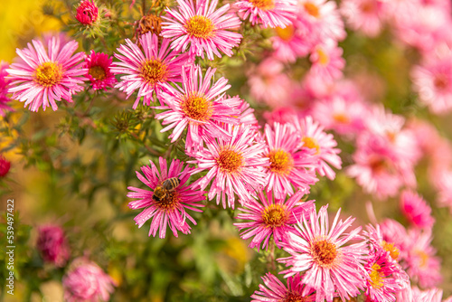 Wiese mit blühenden Blumen und Insekten im Herbst © FGWDesign