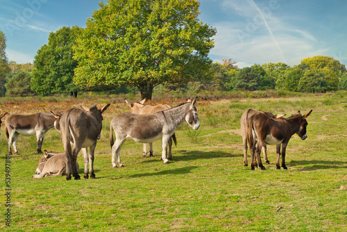 Quadro su tela donkey on a pasture in autumn with sunshine