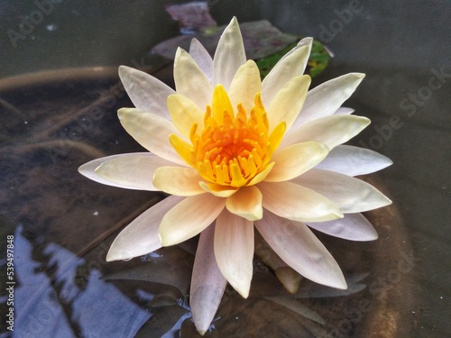 Nymphaea mexicana, mexicana waterlily or yellow waterlily. photo