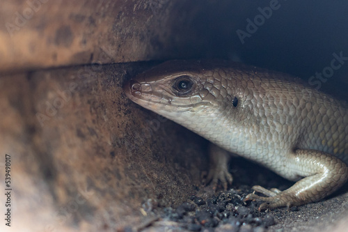 lizard on a rock © harto