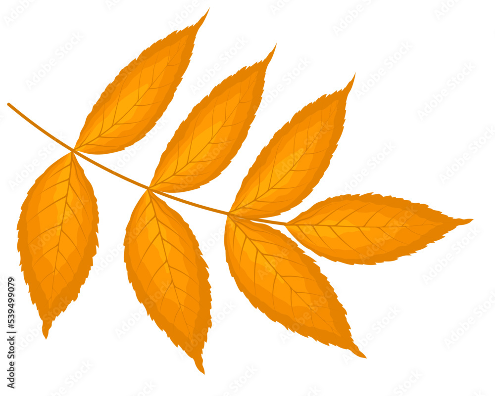 Ash-Tree Leaf Ash-Tree Leaf