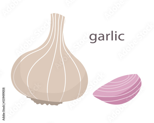 Garlic and garlic clove. Ingredient and seasoning for the dish. Natural healthy food and diet. Vegetarian product. Flat vector illustration isolated on white background