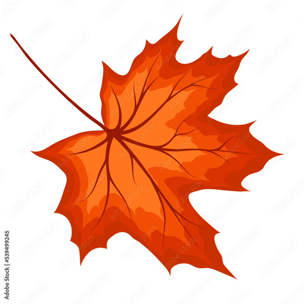 Maple Fall Leaf Maple Fall Leaf