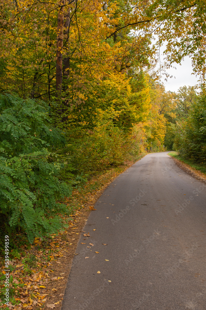 Autumn forest in the rays of the sun and the road in autumn colors. Day. Autumn forest in the rays of the sun and the road in autumn colors. Day.