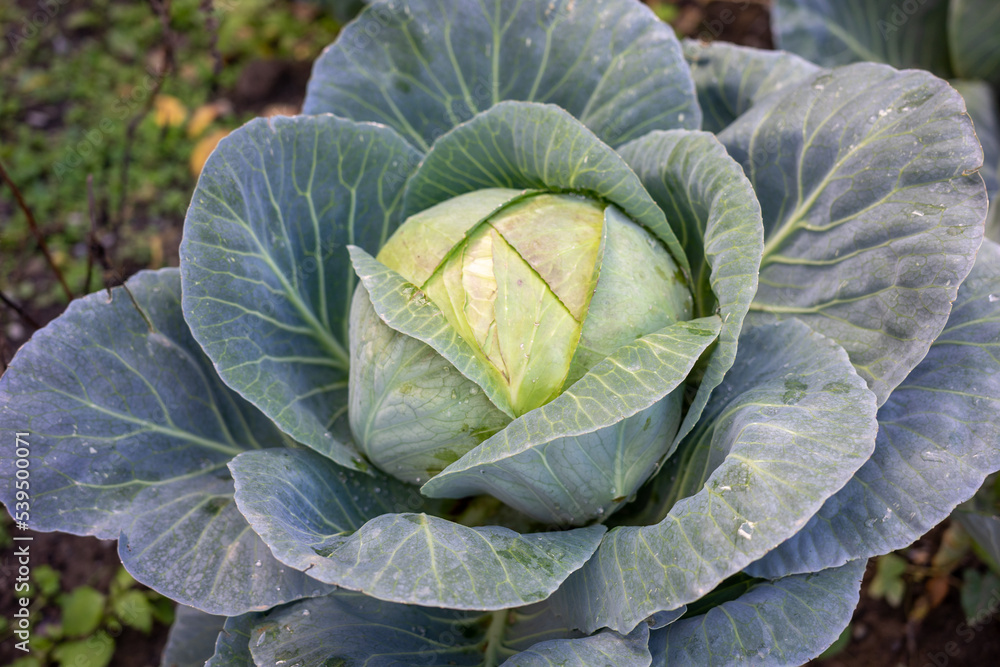 Obraz premium Young cabbage grows in the farmer's field. Fresh green ground cabbage closeup. Organic cabbage from the farm. Grow healthy vegetables.