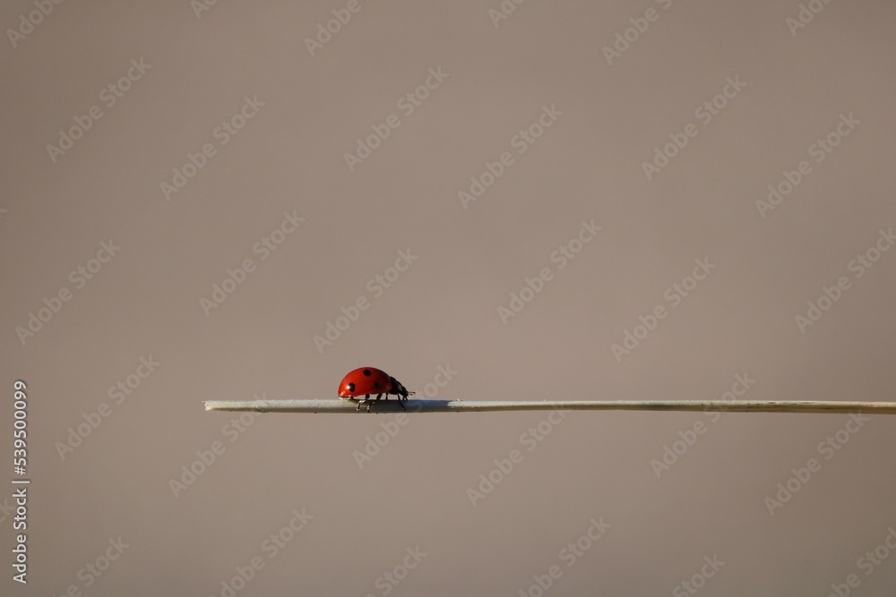 Coccinelle Coccinelle