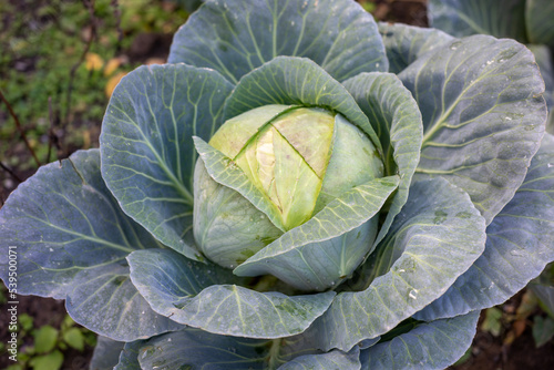 Young cabbage grows in the farmer's field. Fresh green ground cabbage closeup. Organic cabbage from the farm. Grow healthy vegetables.