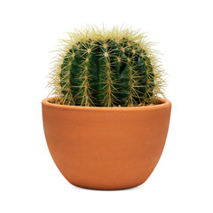 Gordijnen Cactus Kleine cactus in terracotta pot  © Awestock
