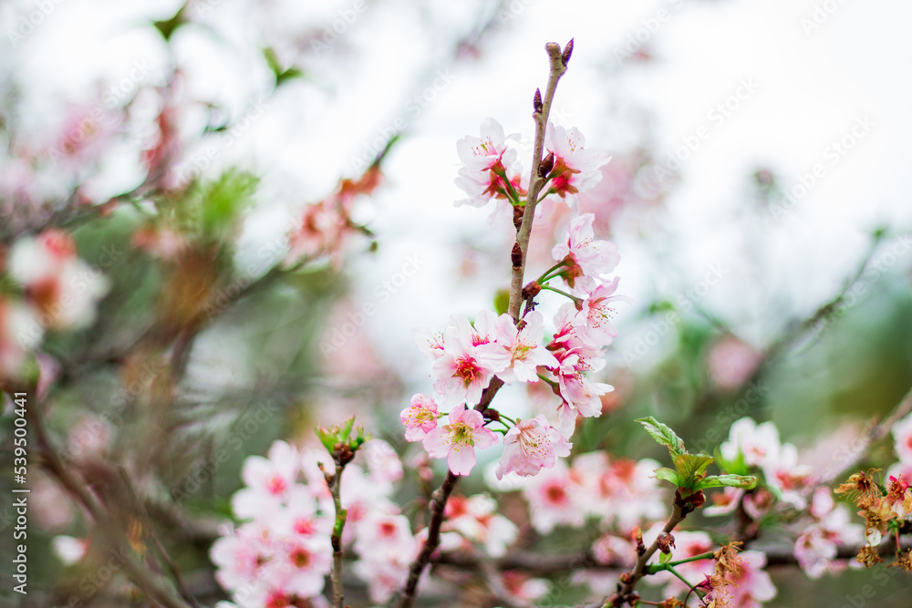 Blooming cherry. Natural spring floral composition Blooming cherry. Natural spring floral composition