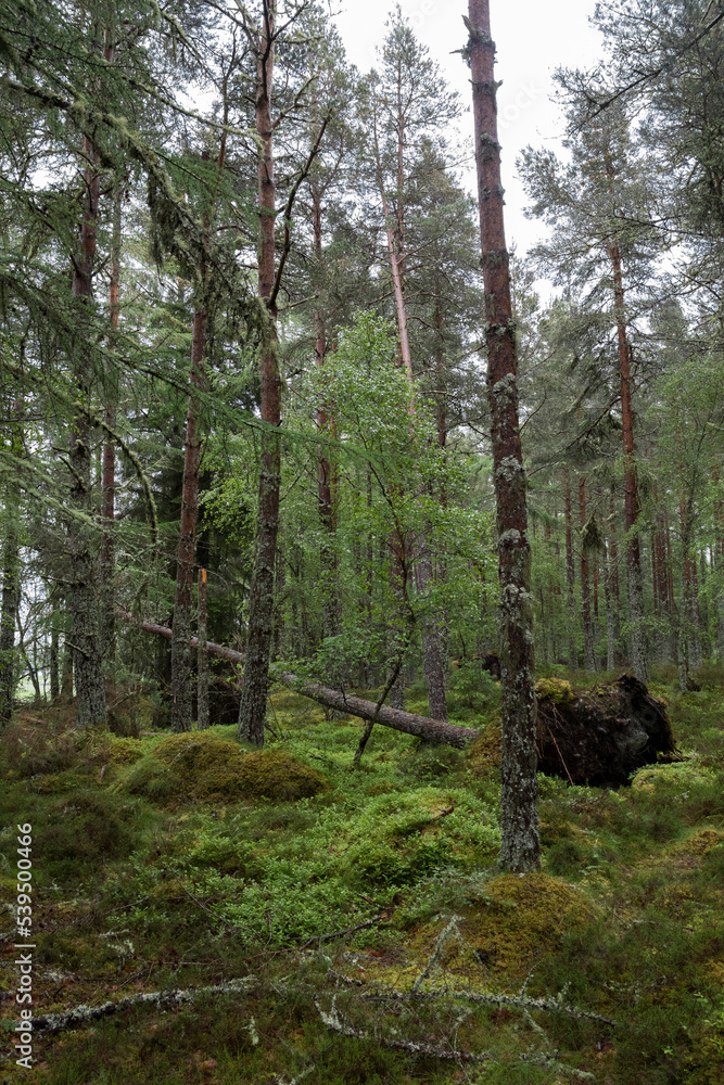 Impressionen der Schottischen Highlands Impressionen der Schottischen Highlands