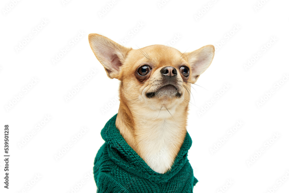 Closeup of cute pale yellow color chihuahua dog wearing animal clothes isolated on white studio background. Concept of dog's fashion, animal lifestyle, vet, care