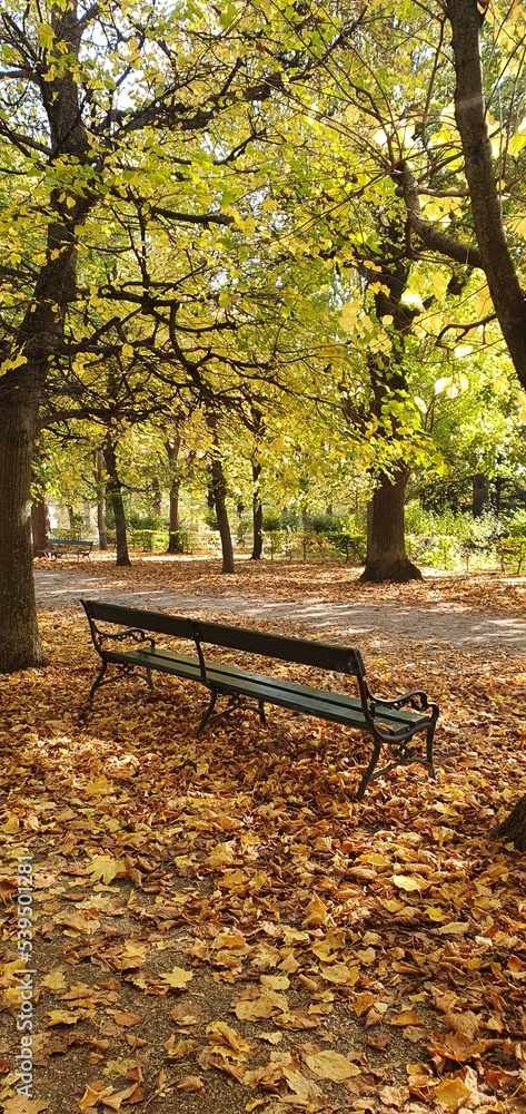 Ławka w parku pod klonami w jesiennych liściach, jesień w parku, 