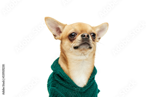 Closeup of cute pale yellow color chihuahua dog wearing animal clothes isolated on white studio background. Concept of dog's fashion, animal lifestyle, vet, care © master1305