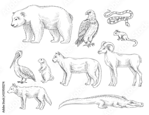 Set of animals from North America. Sketches of different wild animals. Bear, wolf, puma, hawk, rodent, crocodile and ram. Design element for engraving. Cartoon flat vector collection isolated on white