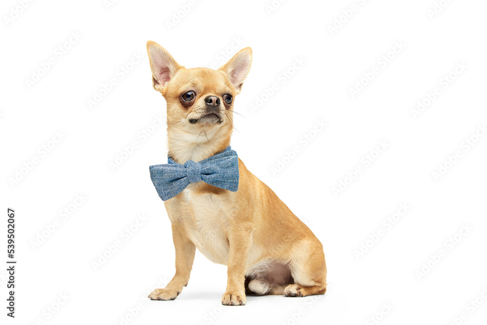 Hipster. Portrait of cute little golden color chihuahua isolated on white studio background. Concept of animal life, breeds, vet and care.