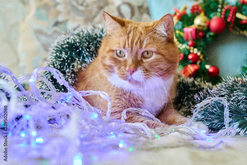 Red funny fat cat at home on sofa with festive Christmas New Year's accessories