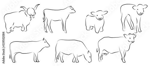 7 Kühe Zeichnung Lineart Vektor Grafik | Cows Drawing Lineart Vector Graphic