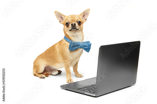 Student. Funny chihuahua dog sitting near to laptop isolated on white background. Concept of breed domestic animal. health care, vet