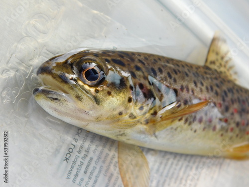 brown trout in bohemian forest survey of Czech populations  Salmo trutta European species of salmonid fish  widely introduced into suitable environments globally
