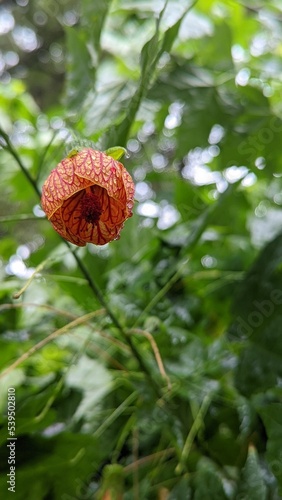 downturned flower dripping with rain
