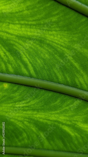 textural closeup of leaf and stem