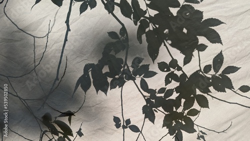 leaf shadows on a tent