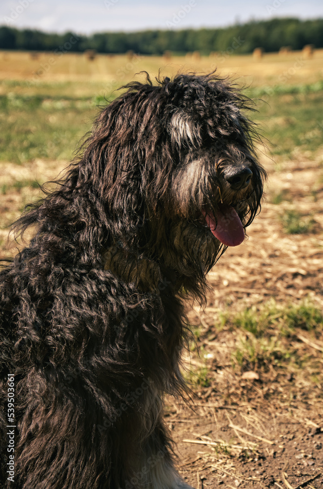 Portrait of a Goldendoodle dog. Fluffy, curly, long, black light brown fur. Dog