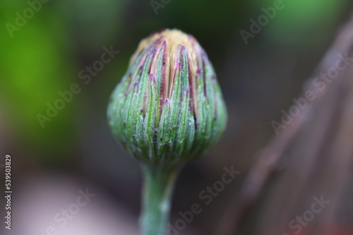 Wallpaper Mural Gerbera Kunzeana Leibnitzia nepalensis Torontodigital.ca
