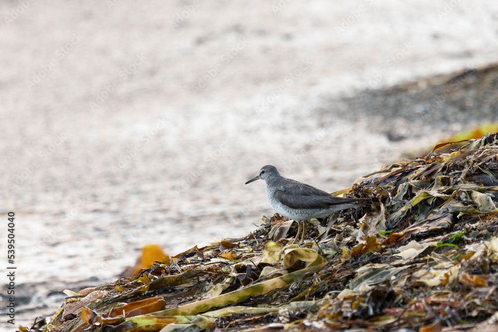 Gray-tailed tattler, Kunashir island, Russia Gray-tailed tattler, Kunashir island, Russia