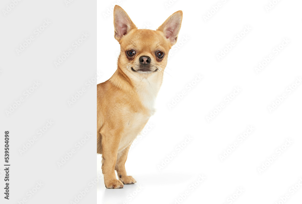 Sweetness. Studio shot of small dog posing isolated over white background. Beautiful and cute chihuahua looking at camera. Concept of breed animals, pets, companion, vet