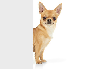 Sweetness. Studio shot of small dog posing isolated over white background. Beautiful and cute chihuahua looking at camera. Concept of breed animals, pets, companion, vet