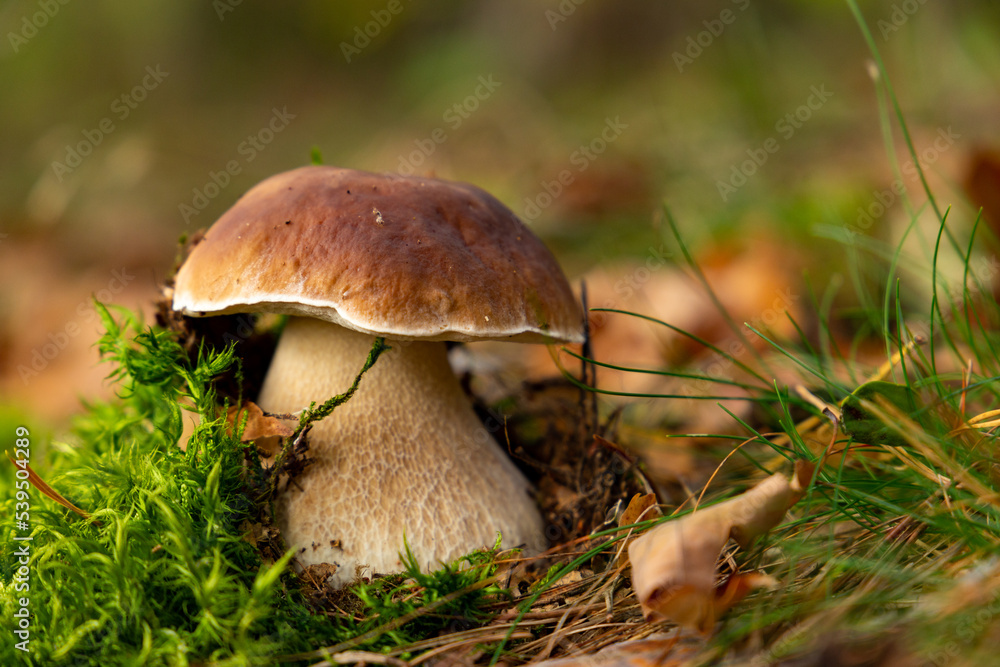 Mushroom Boletus edulis in autumn forest. Mushroom Boletus edulis in autumn forest.