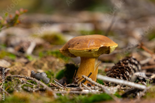 Mushroom Imleria Badia in autumn forest.