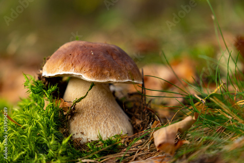 Mushroom Boletus edulis in autumn forest.