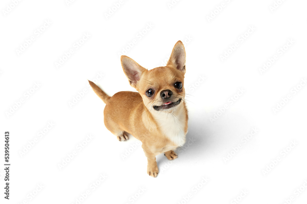 Aerial view of cute little pale yellow color chihuahua isolated on white studio background. Concept of animal life, breeds, vet and care.