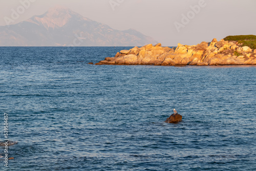 Wild seagull standing on rock with panoramic view of Mount Athos seen from Karydi beach, Sithonia, Chalkidiki (Halkidiki), Greece, Europe. Summer vacation at Aegean Mediterranean Sea. Bird watching photo