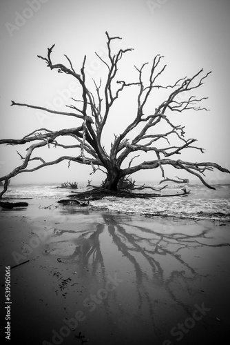 Single Dead Tree Standing in Incoming Tide Refection on Driftwood Beach in Jekyll Island Georgia - VerticalLandscape, Low Tide, Black and White photo