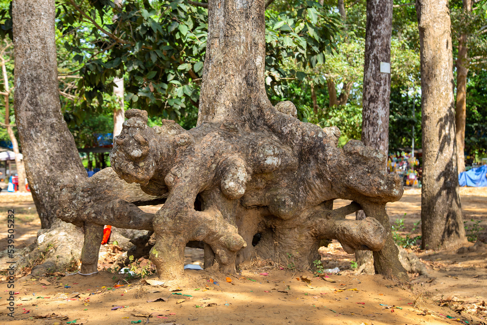 The strange roots of ancient trees along Ba Om Lake, a famous tourist destination in Tra Vinh, Vietnam