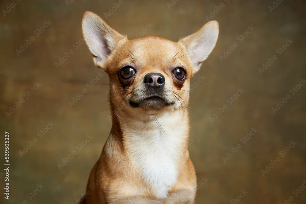 Closeup cute pale yellow color chihuahua dog looking at camera isolated on retro background background. Concept of dog's fashion, animal lifestyle, vet, care