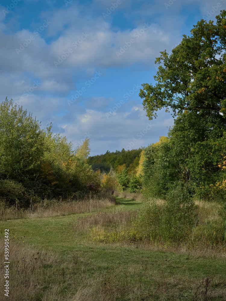A curving path snakes through a sunlit, autumnal woodland, under a bright blue, cotton-wool-clouded sky. A curving path snakes through a sunlit, autumnal woodland, under a bright blue, cotton-wool-clouded sky.