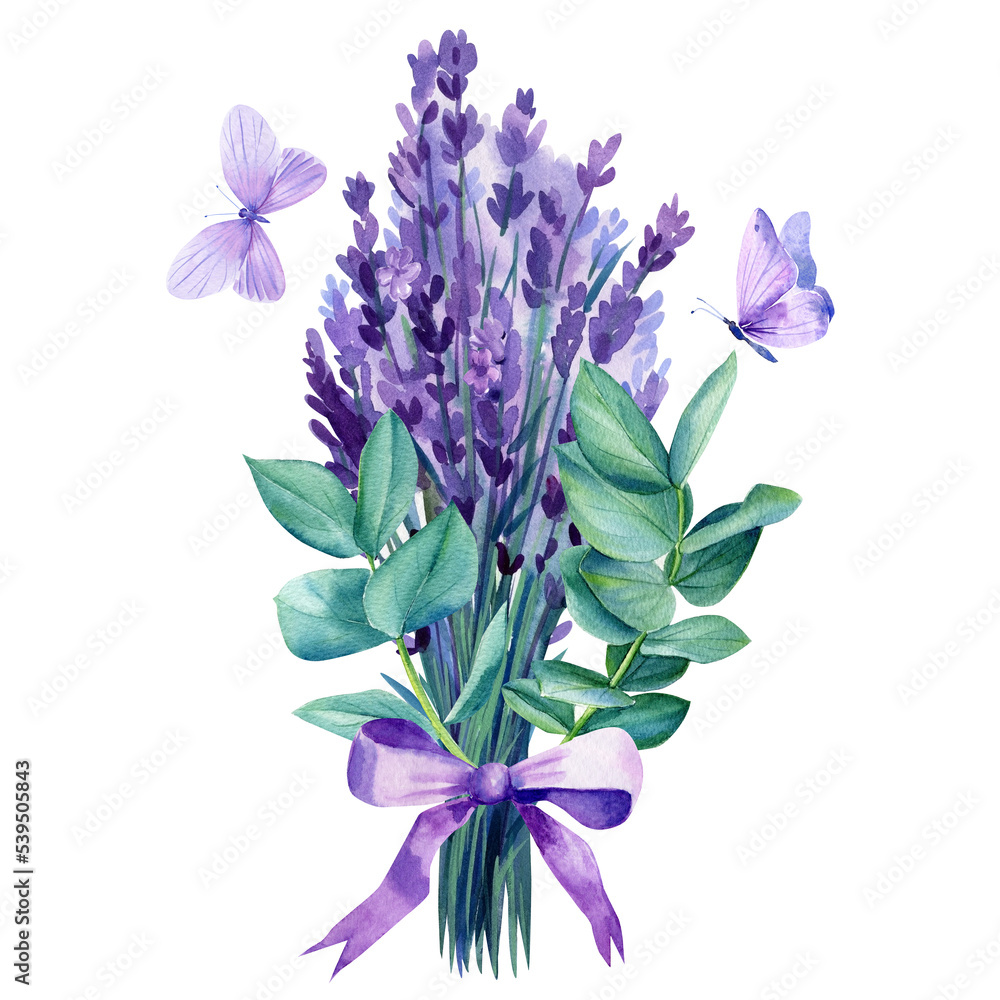 Lavender and eucalyptus isolated on white background. Watercolor Botanical. Floral design. Provence illustration Lavender and eucalyptus isolated on white background. Watercolor Botanical. Floral design. Provence illustration