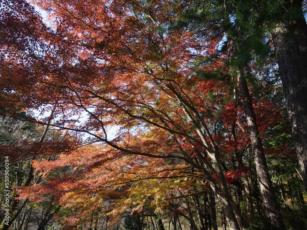 紅葉 紅葉