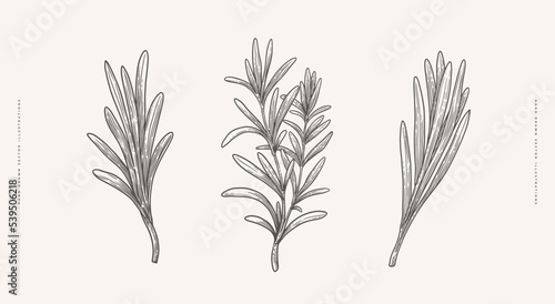 Set of rosemary branches. Hand-drawn spicy herbs for cooking. The concept of organic food. Vector illustration on a light isolated background.