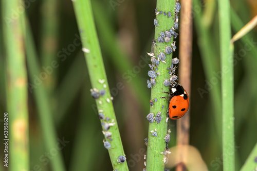 Sustainable biological control of pests, with Coccinella septempunctata, ladybug.