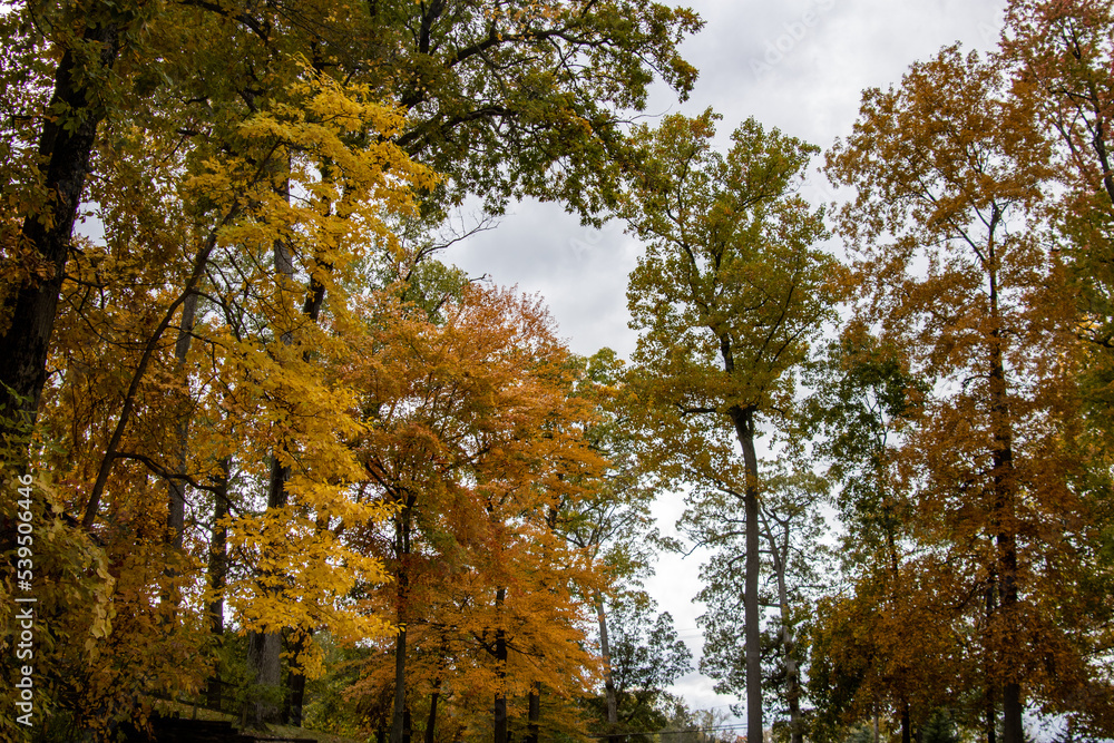 Fototapeta premium autumn in the forest