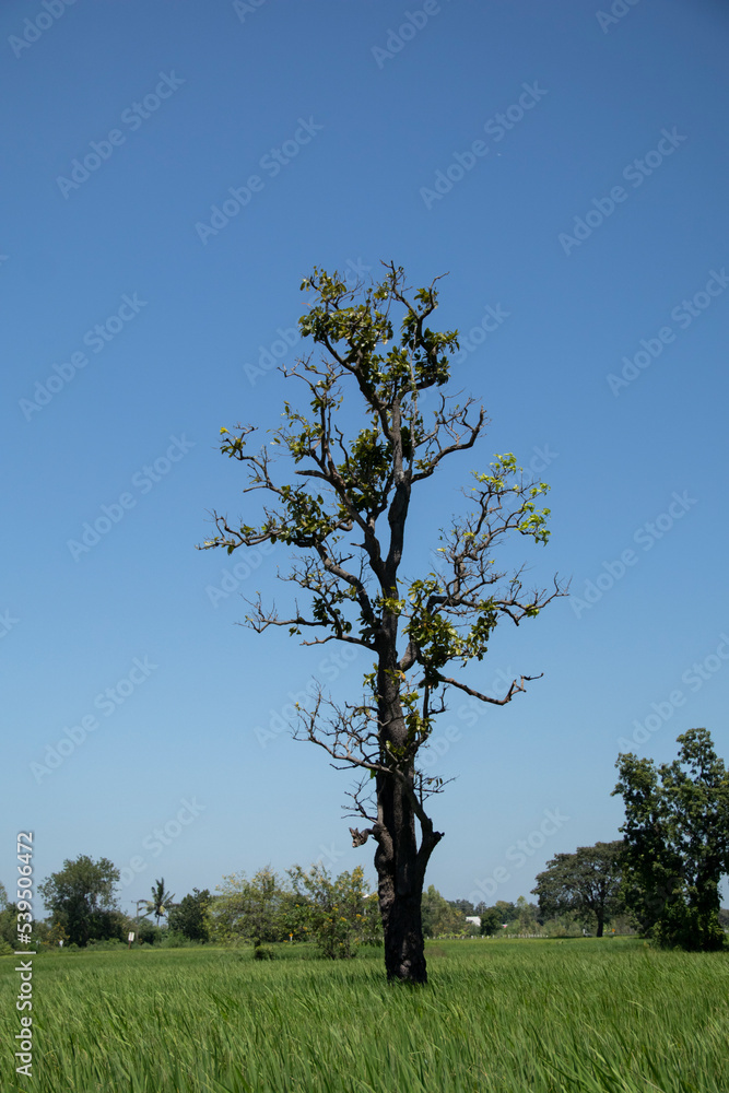 Obraz premium big tree in the middle of the field There is only one tree