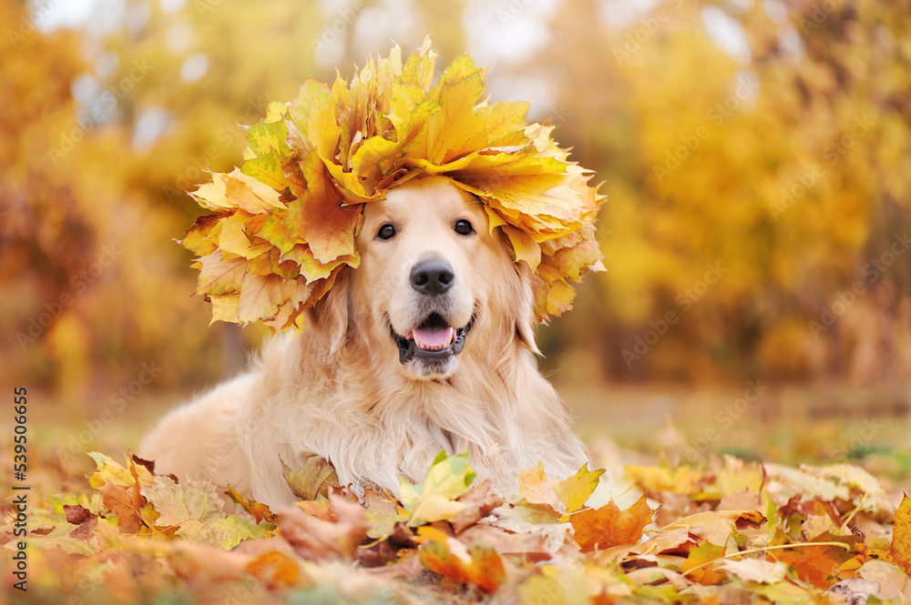 Golden retriever wearing wreath of yellow maple tree leafs Golden retriever wearing wreath of yellow maple tree leafs