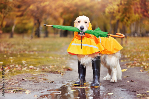 Golder retriever  with green umbrella in teeth photo