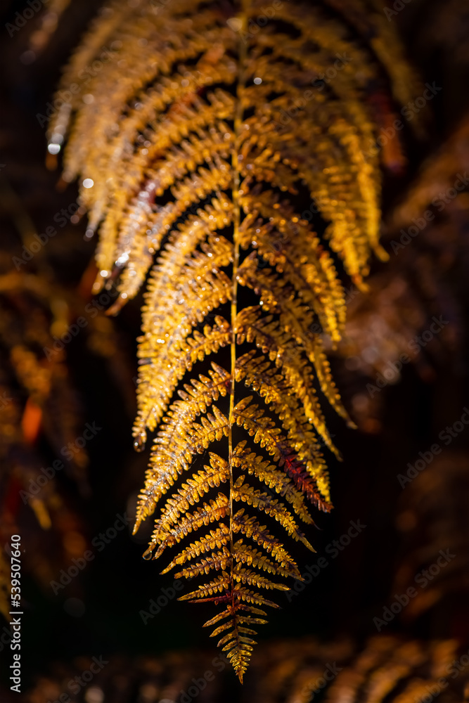 Colorful wet fern frond in autumn season in the undergrowth of a forest in Iserlohn Sauerland Germany with brown and yellow colored leaves close up. Macro close up with dew drops backlit by sunlight.